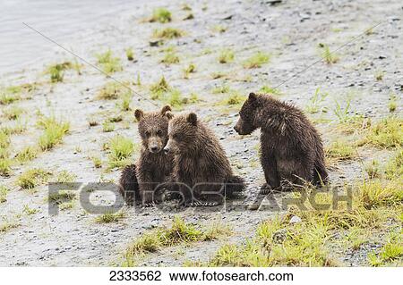 Stock Image - Three brown bear spring cubs wait on the bank of horn river for their mother to bring a fish at chinitna bay lake clark national park and preserve; Alaska united states of america. Fotosearch