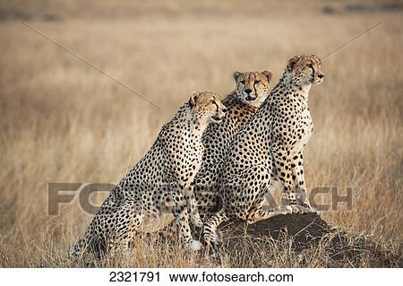 Three Cheetahs Standing Together With A Watchful Eye In The Maasai Mara National Reserve; Maasai Mara Kenya View Large Photo Image Stock Image - Three Cheetahs Standing Together With A Watchful Eye In The Maasai Mara National Reserve; Maasai Mara Kenya. Fotosearch