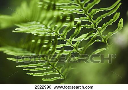 Stock Photograph - Three fern leaves outlined by the sun; British columbia canada. Fotosearch
