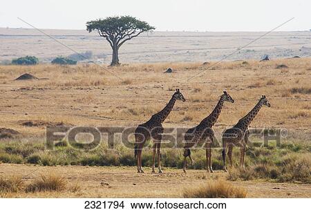 Picture - Three Giraffes Standing In A Row With The Landscape Of The Maasai Mara National Reserve; Maasai Mara Kenya. Fotosearch