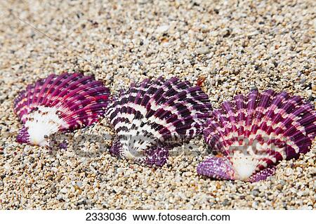 Three ornate scallop shells on the beach; Honolulu oahu hawaii united states of america View Large Photo Image Stock Photograph - Three ornate scallop shells on the beach; Honolulu oahu hawaii united states of america. Fotosearch