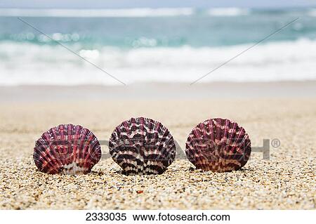 Three ornate scallop shells on the beach; Honolulu oahu hawaii united states of america View Large Photo Image Stock Photography - Three ornate scallop shells on the beach; Honolulu oahu hawaii united states of america. Fotosearch