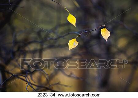 Picture - Three yellow birch leaves in a tangle of branches; Alberta canada. Fotosearch