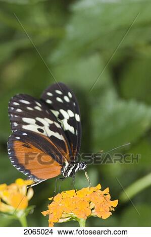 Picture - Tiger Longwing Butterfly (Heliconius Hecale) Resting On Flower, Niagara Butterfly Conservatory, Niagara Falls, Ontario, Canada.. Fotosearch