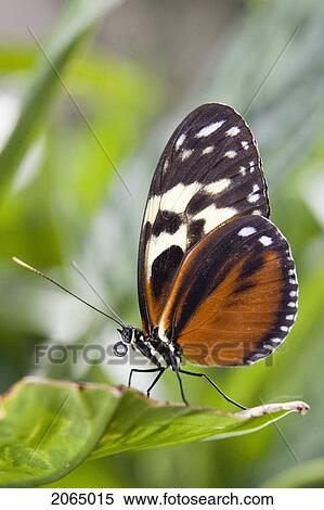 Tiger Longwing Butterfly (Heliconius Hecale) Resting On Leaf, Niagara Butterfly Conservatory, Niagara Falls, Ontario, Canada. View Large Photo Image Stock Photography - Tiger Longwing Butterfly (Heliconius Hecale) Resting On Leaf, Niagara Butterfly Conservatory, Niagara Falls, Ontario, Canada.. Fotosearch