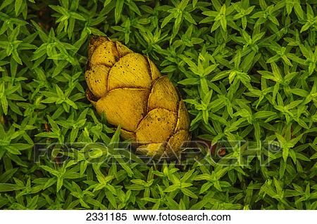 Tiny pine cone lying in moss great smoky mountains national park; Tennessee united states of america View Large Photo Image Stock Photography - Tiny pine cone lying in moss great smoky mountains national park; Tennessee united states of america. Fotosearch