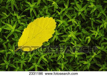 Tiny yellow leaf lying on moss great smoky mountains national park; Tennessee united states of america View Large Photo Image Stock Photograph - Tiny yellow leaf lying on moss great smoky mountains national park; Tennessee united states of america. Fotosearch