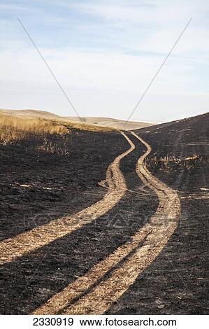 Stock Photo - Tire tracks in a field; Canada. Fotosearch