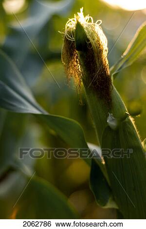 Stock Photograph - Top Of Ear Of Corn, Organic Garden, Manitoba, Canada. Fotosearch