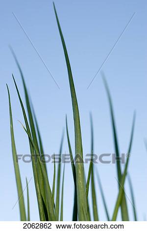 Stock Image - Tops Of Cooking Onions In Organic Garden, Manitoba, Canada. Fotosearch