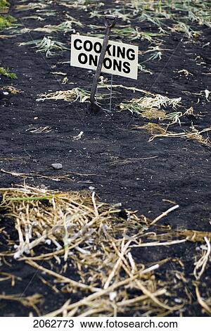 Stock Image - Tops Of Cooking Onions Left In Organic Garden, Manitoba, Canada. Fotosearch