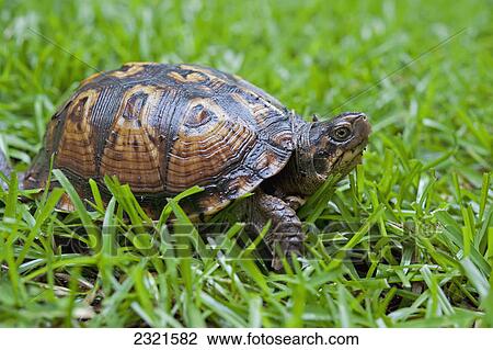 Stock Image - Tortoise In The Grass; Tuscaloosa Alabama United States Of America. Fotosearch