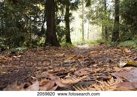 Trail In Fall, Stanley Park, Vancouver, Bc View Large Photo Image Stock Image - Trail In Fall, Stanley Park, Vancouver, Bc. Fotosearch