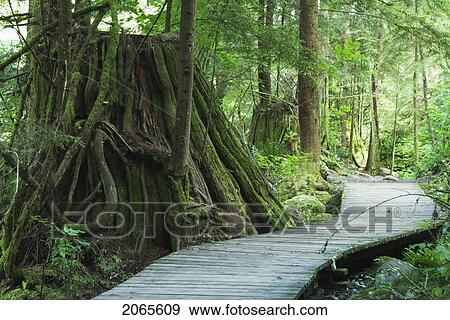 Stock Photo - Trail In Lynn Headwaters Park, North Vancouver, British Columbia, Canada. Fotosearch
