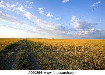 Trail In Stubble Field, Saskatchewan View Large Photo Image Picture - Trail In Stubble Field, Saskatchewan. Fotosearch