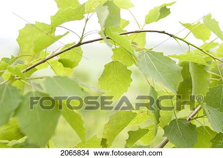 Picture - Tree Branches, Poland. Fotosearch