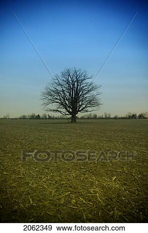 Stock Photo - Tree In Middle Of Field, Saskatchewan, Canada. Fotosearch