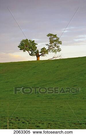 Stock Photography - Tree On The Horizon At Dusk, Canada, Ontario, Jerseyville. Fotosearch