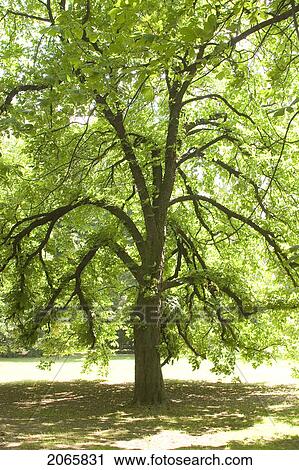 Tree, Poland View Large Photo Image Stock Image - Tree, Poland. Fotosearch