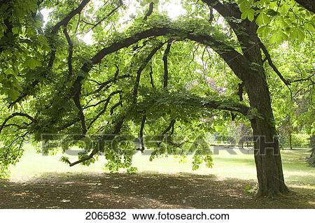 Tree, Poland View Large Photo Image Stock Image - Tree, Poland. Fotosearch