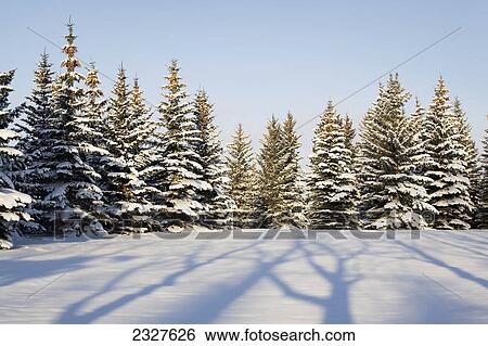 Tree shadows across a snow covered area with evergreen trees and blue sky at sunrise; Calgary alberta canada View Large Photo Image Stock Photograph - Tree shadows across a snow covered area with evergreen trees and blue sky at sunrise; Calgary alberta canada. Fotosearch
