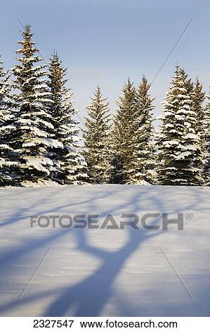 Stock Photo - Tree shadows across the snow with snow covered evergreen trees and blue sky at sunrise; Calgary alberta canada. Fotosearch