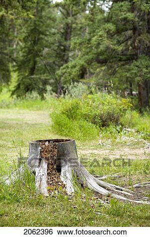 Stock Photograph - Tree Stump At Fort Walsh, Saskatchewan In Cypress Hills. Fotosearch