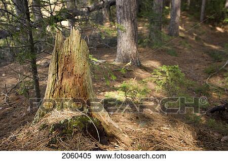 Stock Photography - Tree Stump In The Forest, Algonquin Park, Ontario. Fotosearch