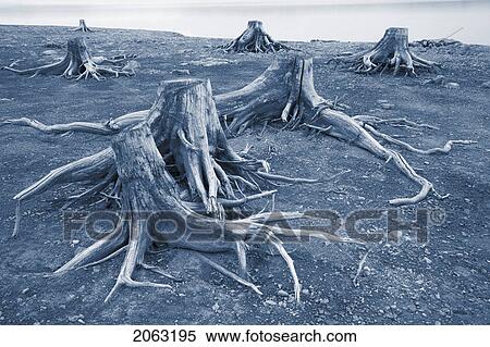 Stock Photography - Tree Stumps Along Upper Kananaskis Lake, Peter Lougheed Prov. Park, Kananaskis Country, Alberta, Canada. Fotosearch