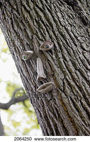 Stock Image - Tree Trunk With Eyes, Nose, And Mouth, Burlington, Ontario.. Fotosearch