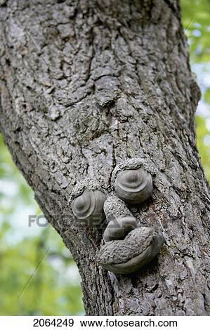 Stock Photo - Tree Trunk With Eyes, Nose, And Mouth, Burlington, Ontario.. Fotosearch