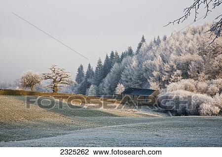 Stock Image - Trees and a field covered with frost with a house and stone wall on the edge of the field; Pilsey peak district derbyshire england. Fotosearch