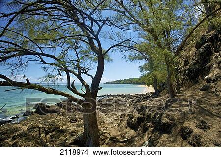 Picture - Trees And Beach Along The Coastline; Pilaa Kauai Hawaii United States Of America. Fotosearch