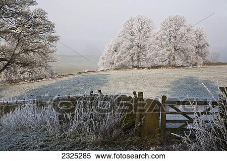 Stock Photography - Trees covered in hoar frost in winter; Pilsley derbyshire england. Fotosearch