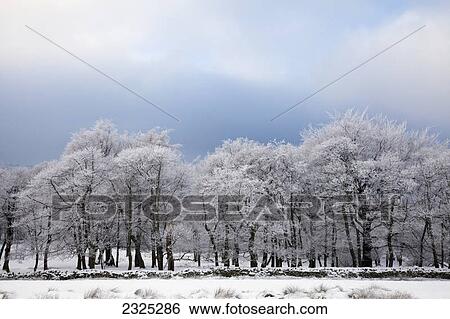 Trees covered in hoar frost on longshaw estate in peak district national park; Derbyshire england View Large Photo Image Stock Photograph - Trees covered in hoar frost on longshaw estate in peak district national park; Derbyshire england. Fotosearch