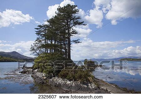 Trees growing along the water's edge with a view of the distant coastline in kenmare bay; County kerry ireland View Large Photo Image Stock Photo - Trees growing along the water's edge with a view of the distant coastline in kenmare bay; County kerry ireland. Fotosearch