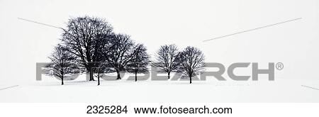Trees in a snowy field in chatsworth park; Derbyshire england View Large Photo Image Picture - Trees in a snowy field in chatsworth park; Derbyshire england. Fotosearch