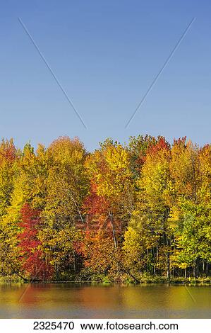 Trees in autumn colours reflected in the lake with a blue sky; Ohio united states of america View Large Photo Image Stock Image - Trees in autumn colours reflected in the lake with a blue sky; Ohio united states of america. Fotosearch