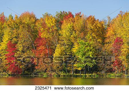 Stock Image - Trees in autumn colours reflected in the lake with a blue sky; Ohio united states of america. Fotosearch
