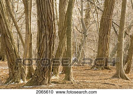 Trees In The Blythwood Ravine In Park Near Lawrence And Yonge, Toronto View Large Photo Image Stock Image - Trees In The Blythwood Ravine In Park Near Lawrence And Yonge, Toronto. Fotosearch