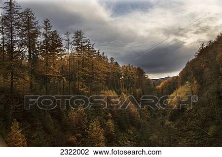 Trees On The Hills In Autumn Colours Under A Cloudy Sky; Dumfries And Galloway Scotland View Large Photo Image Stock Image - Trees On The Hills In Autumn Colours Under A Cloudy Sky; Dumfries And Galloway Scotland. Fotosearch