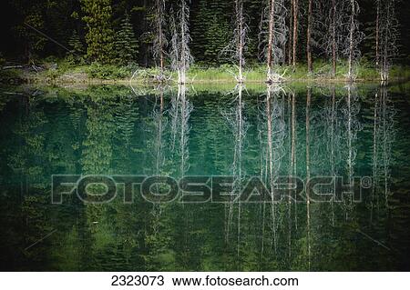 Trees reflected in the blue-green water of a small spring fed pond jasper national park; Alberta canada View Large Photo Image Stock Image - Trees reflected in the blue-green water of a small spring fed pond jasper national park; Alberta canada. Fotosearch