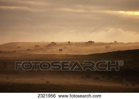 Stock Photograph - Trees Scattered Over The Hills In The Fog At Sunset; Dumfries And Galloway Scotland. Fotosearch