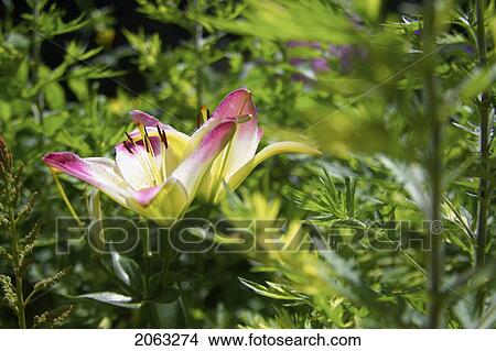 Trumpet Hybrid Lilies In A Garden, Canada, Ontario View Large Photo Image Picture - Trumpet Hybrid Lilies In A Garden, Canada, Ontario. Fotosearch