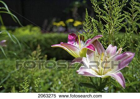 Stock Photography - Trumpet Hybrid Lilies In A Garden, Canada, Ontario. Fotosearch