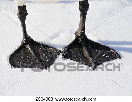 Trumpeter swan (cygnus buccinator) feet close up in the snow; Wasilla alaska united states of america View Large Photo Image Stock Image - Trumpeter swan (cygnus buccinator) feet close up in the snow; Wasilla alaska united states of america. Fotosearch