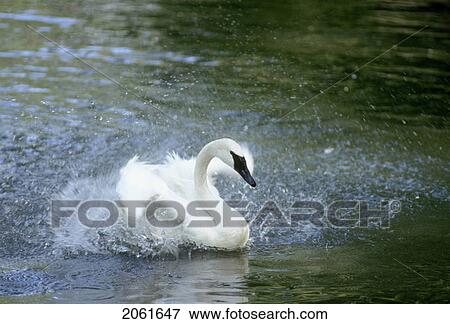 Trumpeter Swan (Cygnus Buccinator), Bathing And Splashing; Endangered Species; View Large Photo Image Stock Photo - Trumpeter Swan (Cygnus Buccinator), Bathing And Splashing; Endangered Species;. Fotosearch