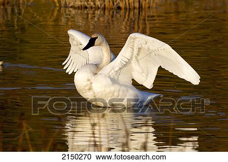 Trumpeter Swan In Potter Marsh, Southcentral Alaska, Autumn View Large Photo Image Stock Image - Trumpeter Swan In Potter Marsh, Southcentral Alaska, Autumn. Fotosearch