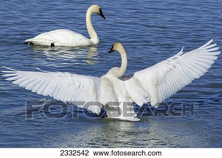 Trumpeter swans (cygnus buccinator) resting and feeding at marsh lake during spring migration; Yukon canada View Large Photo Image Stock Image - Trumpeter swans (cygnus buccinator) resting and feeding at marsh lake during spring migration; Yukon canada. Fotosearch