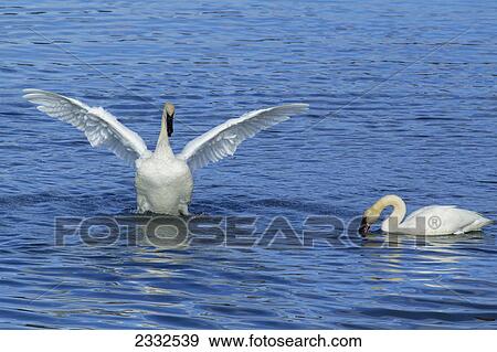 Trumpeter swans (cygnus buccinator) feeding at marsh lake during spring migration; Yukon canada View Large Photo Image Stock Photo - Trumpeter swans (cygnus buccinator) feeding at marsh lake during spring migration; Yukon canada. Fotosearch